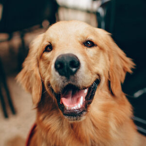 Dog Treats