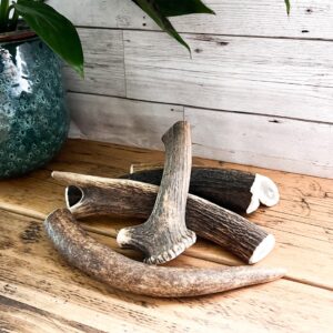 Highland Deer Antler